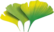 Arnica montana